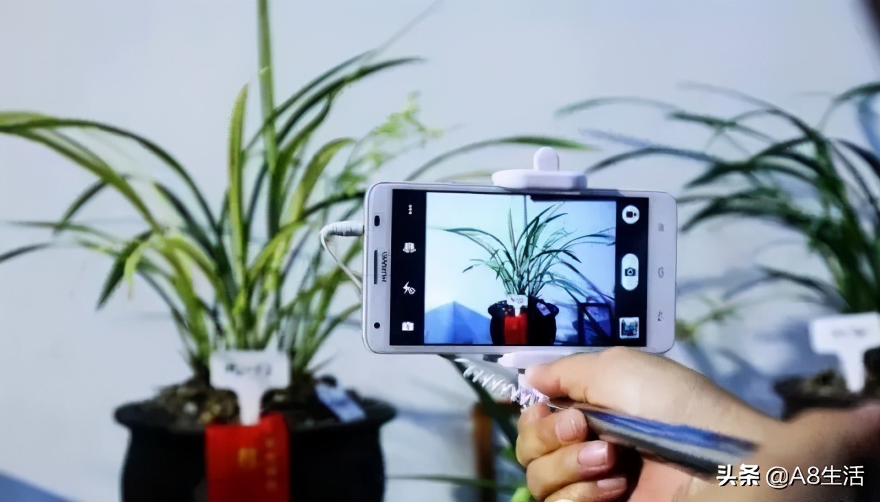 每日一兰花故事～中国兰花.惠兰名品.大一品