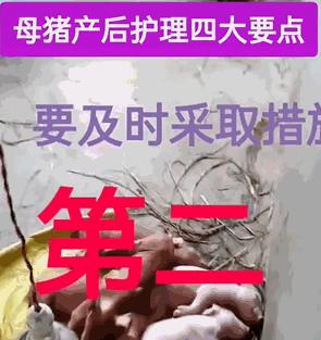 给母猪保健用什么中药最好,给母猪做产后护理