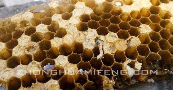 中蜂巢虫新防治,中蜂巢虫生物防治新时代