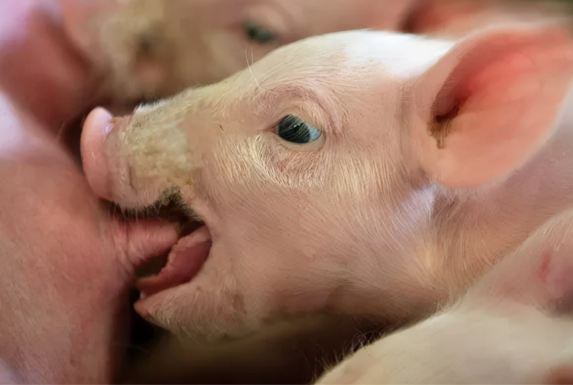 怎么让仔猪很快学会吃料,有什么办法让母猪喂小猪吃奶