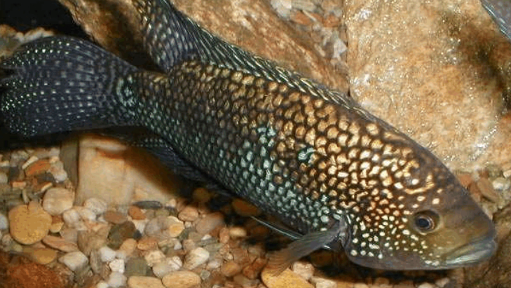 慈鲷品种,慈鲷类型