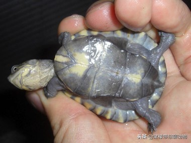 落枕病患者——萌萌的侧颈龟