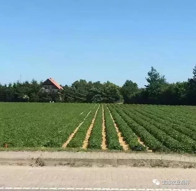 用一颗草莓吸引5百万游客,开5家主题乐园、4家超市、300个草莓屋