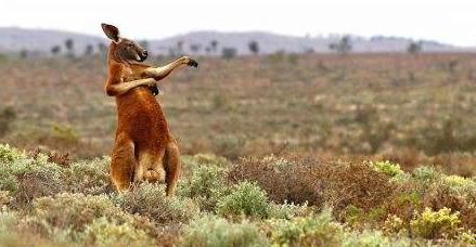 澳大利亚垃圾回收政策,澳大利亚垃圾处理状况