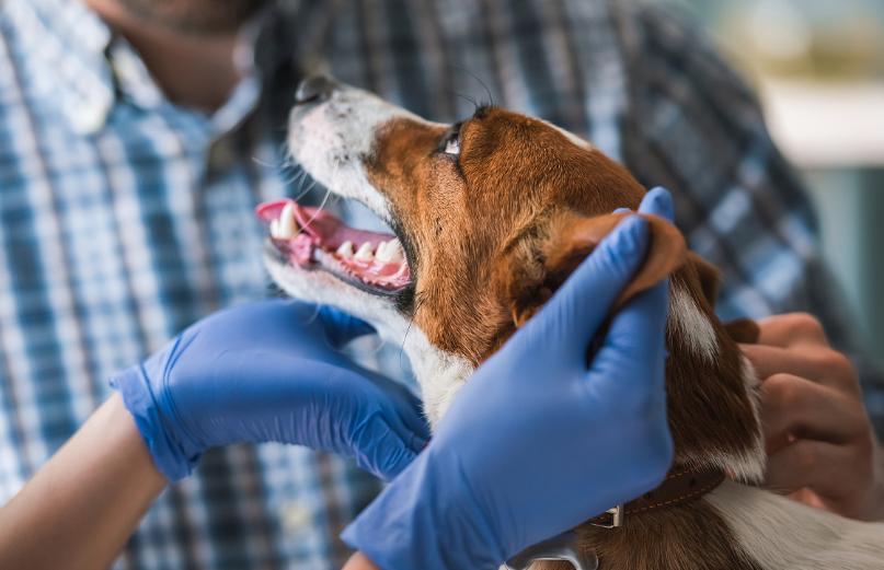 狗狗早上起来呕吐一天吐好几次,狗狗肠胃感染呕吐吐不出来