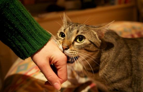 刚到家的猫咪挠门,刚到家的小猫挠我用打疫苗吗