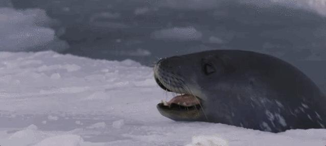 孩子暑期必看的50部神级纪录片,适合孩子和家长一起看的纪录片