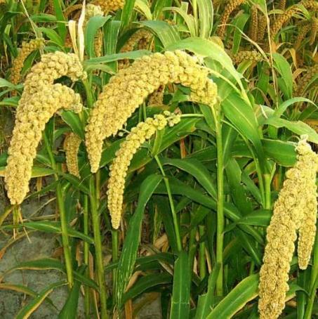 四体不勤五谷不分指哪五谷,四体不勤五谷不分指什么生肖