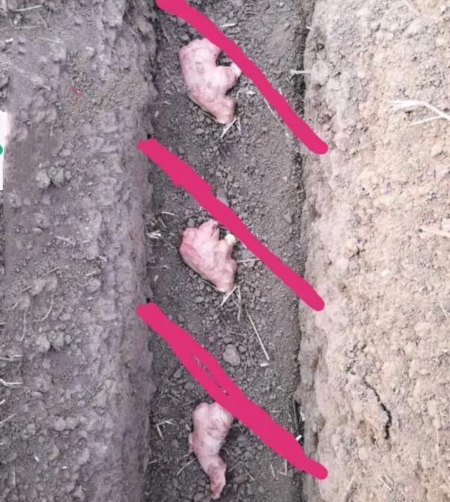 种生姜时姜平放还是姜芽倒放,姜芽种植时姜芽朝上还是朝下