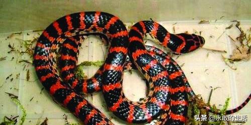 100种有毒的蛇,10种最毒的蛇是哪种蛇