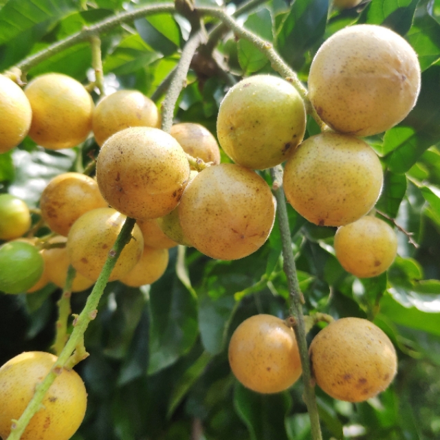 黄皮树要怎么修枝,黄皮树生长不好如何管理