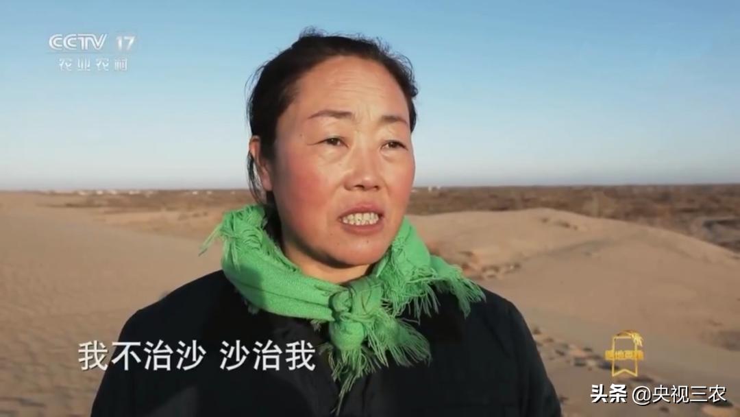 荒漠变绿洲不怕苦也不认命,荒漠变绿洲24年种下300万棵树