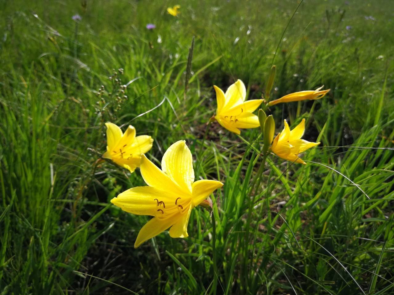 一直以来被人误解的植物,被误认成的花