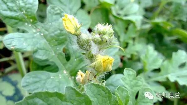 西瓜病虫害一本通表,西瓜红薯种植病虫害防治