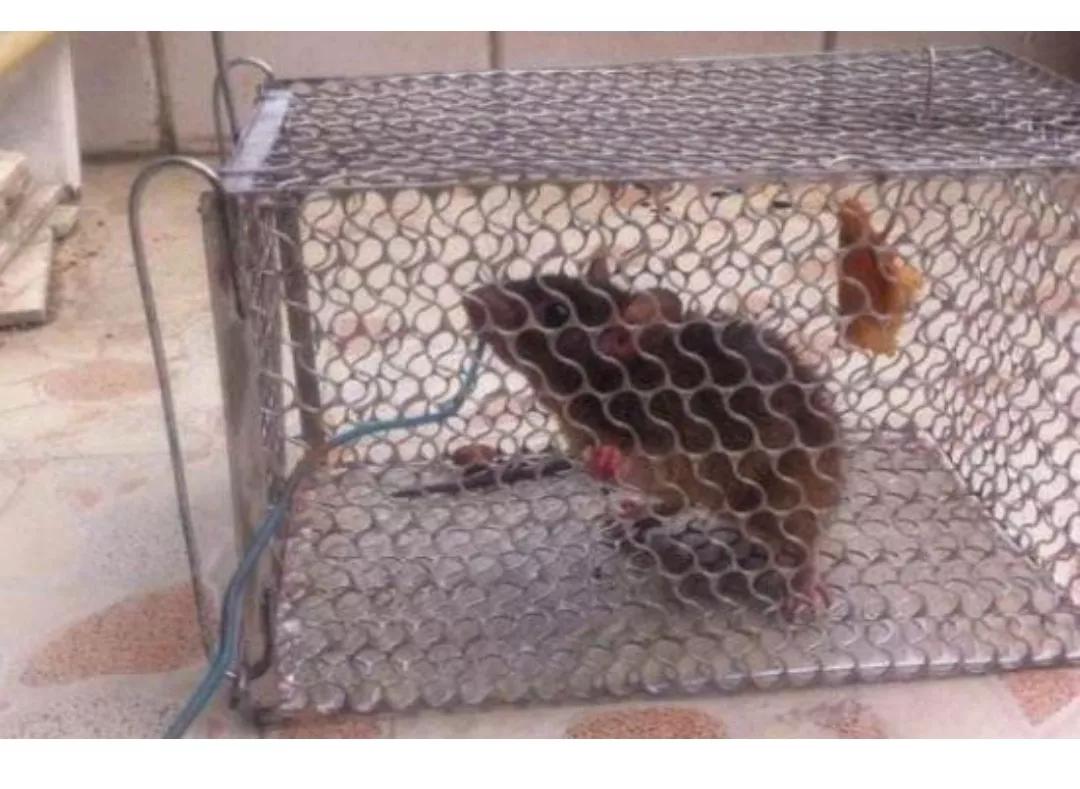 灭鼠小技巧,水泥灭鼠法的利与弊