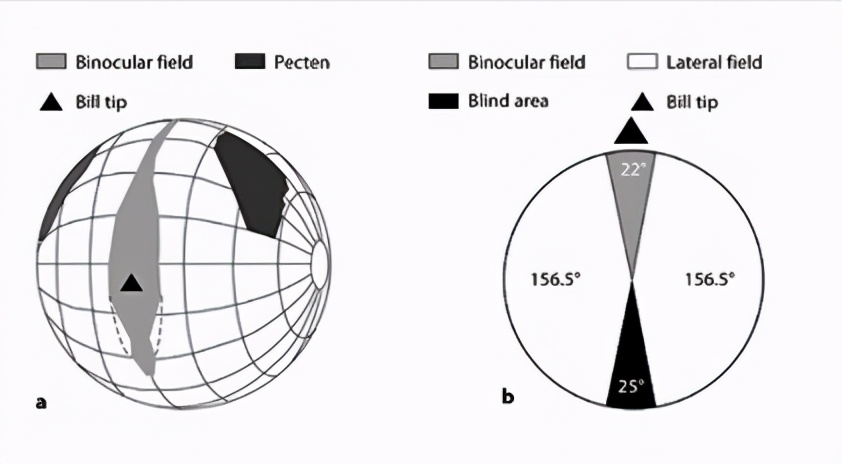 老虎幼崽追大鹅被反杀逃进笼,大鹅大战老虎老虎被吓瘫软