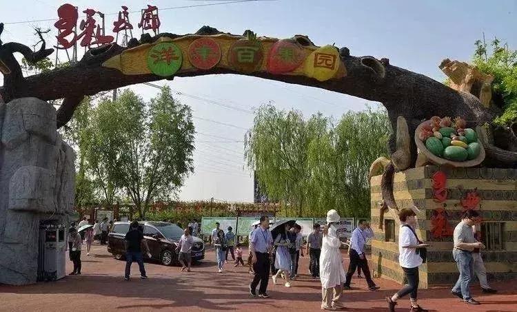 洛阳葡萄采摘最佳地点,最新洛阳附近可以采摘桃子的果园