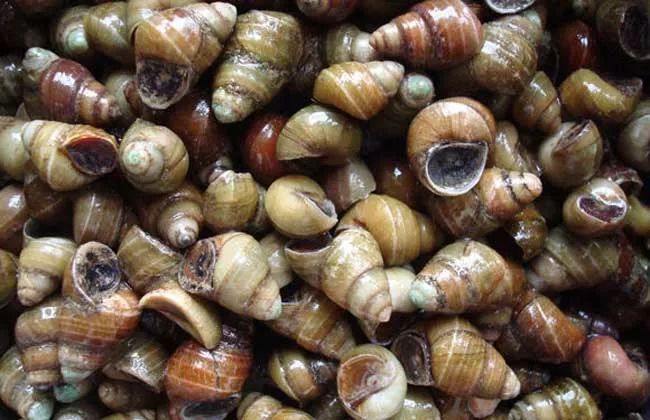 养殖什么稀奇的品种赚钱快又好养,养殖最赚钱的品种