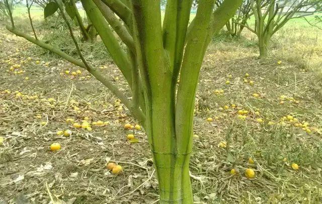 农田里的青苔怎样防治,水田长青苔用什么农药能化青苔