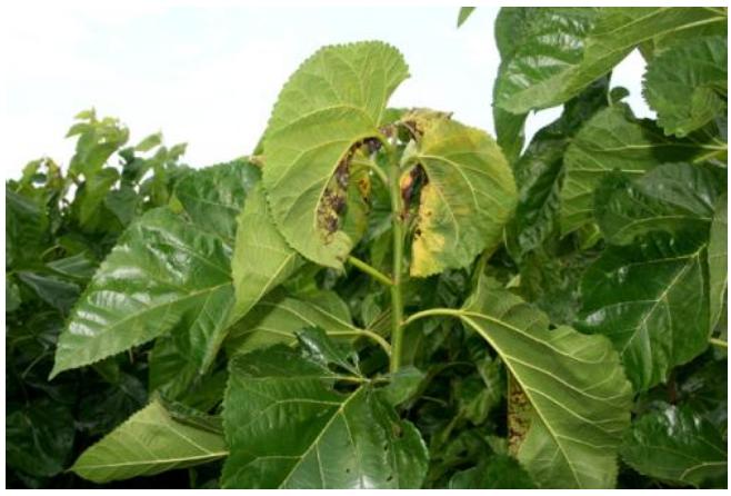 植物细菌性的病害由什么引起的,植物细菌性的病害用什么药