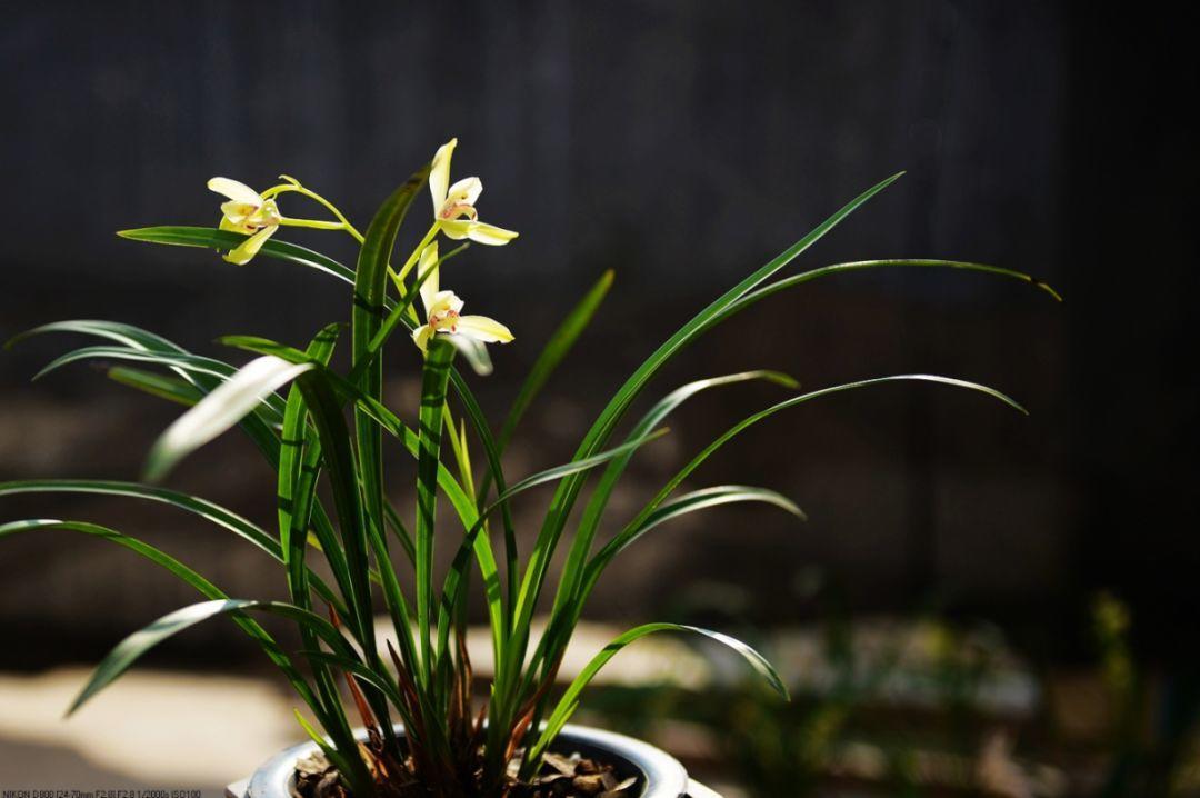 看过才明白为什么牡丹是国花,为什么有人说中国国花是牡丹