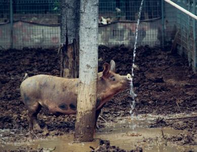 跑山猪原生态散养土黑猪,大山里的美食土鸡土鸭