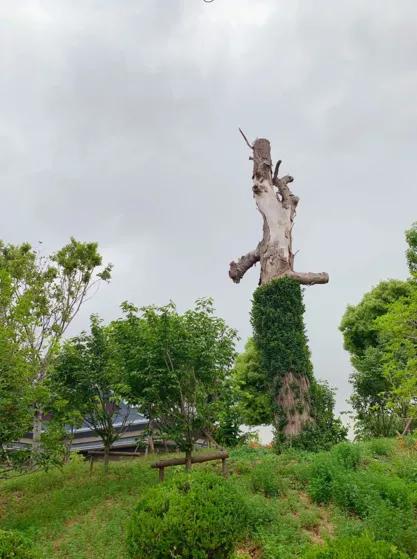 引爆旅游市场！奥体旁将打造蚌埠不夜城！新添古树苑文旅中心