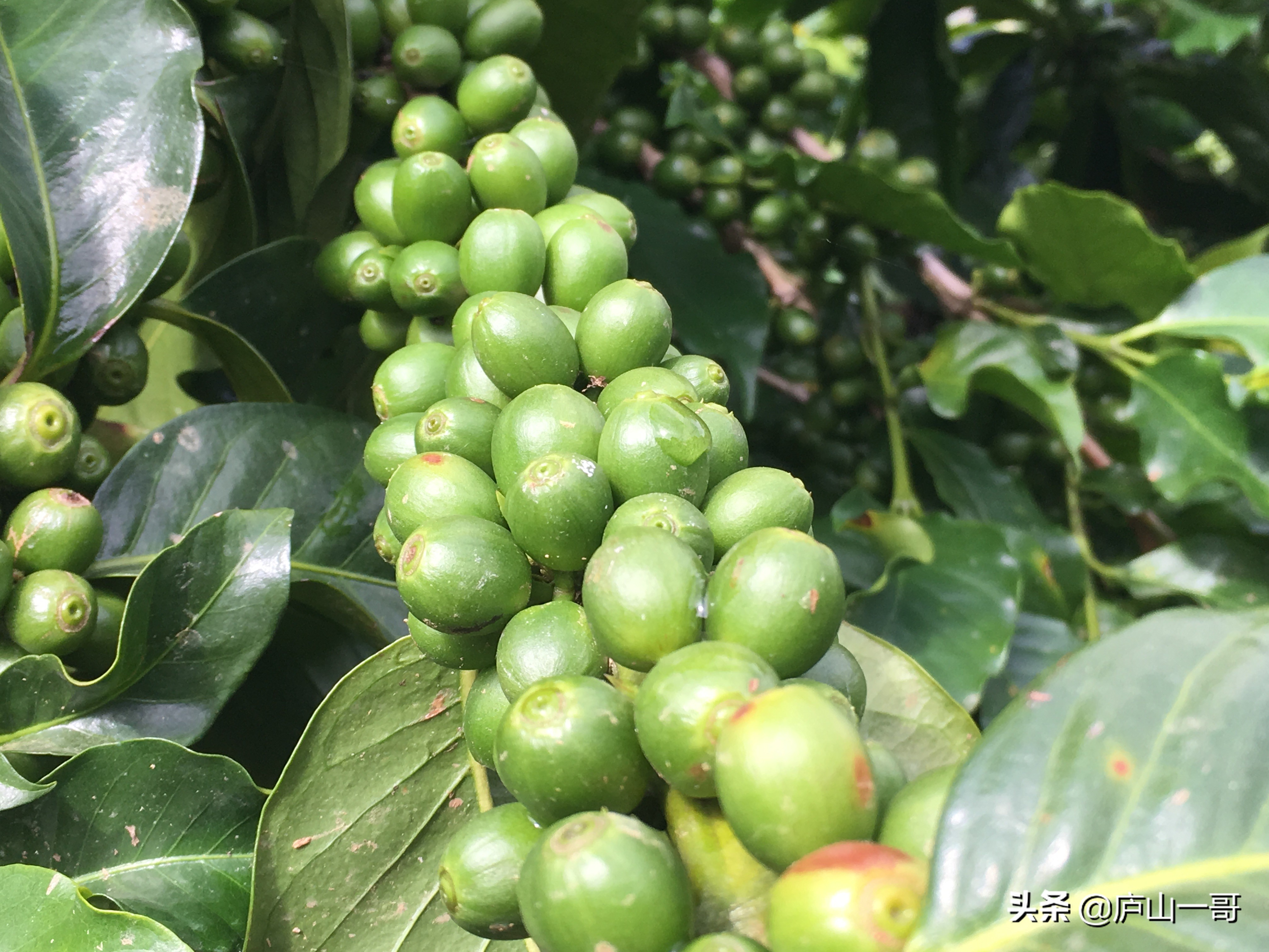 云南保山小粒咖啡,云南小粒咖啡品牌