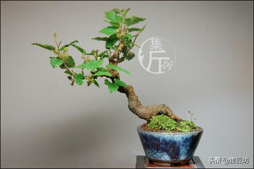 桑树下山盆景种植,桑树做盆景好吗