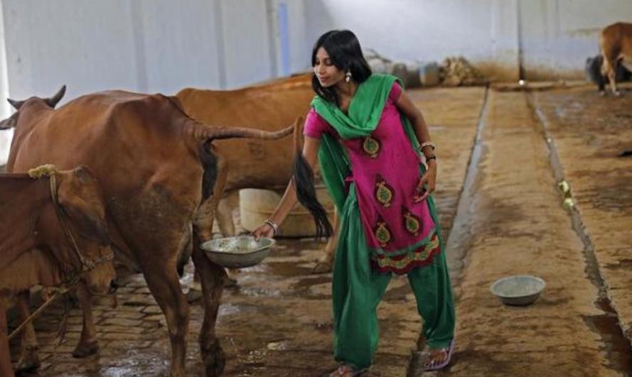 在聚众喝牛尿之后，印度宣布牛粪牛尿疗法进入临床试验阶段