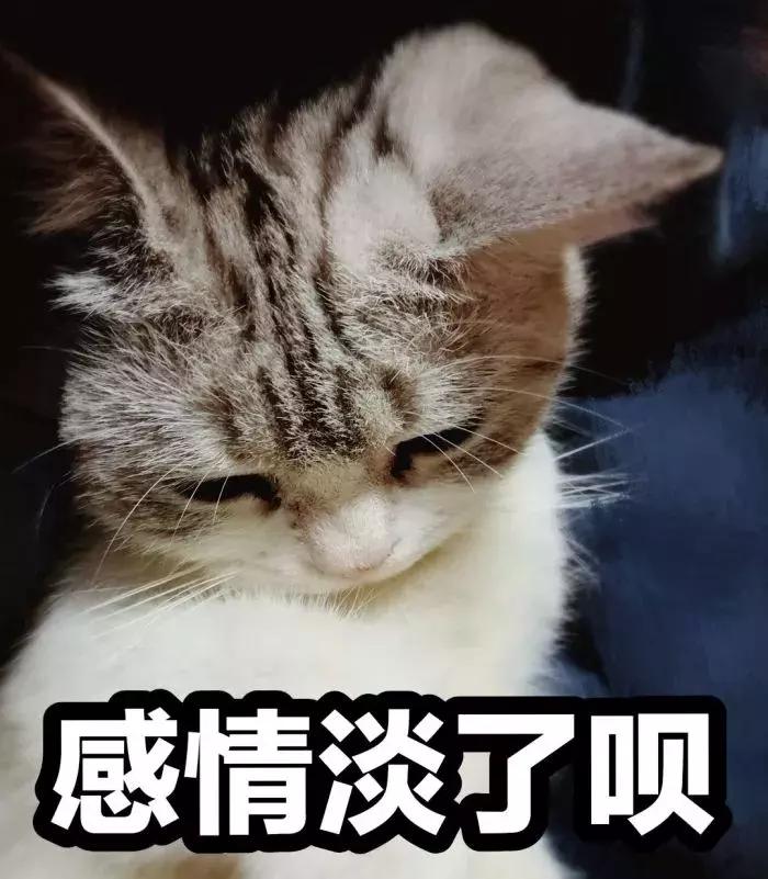 养了九年的猫突然对我有攻击性,养了两年的猫对我特别防备