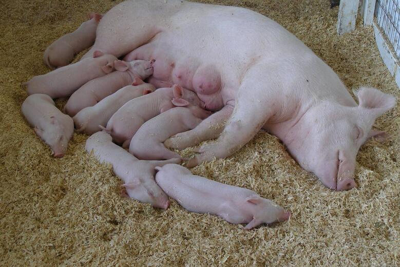 养好母猪四大秘诀是什么,要想养好母猪用什么方法
