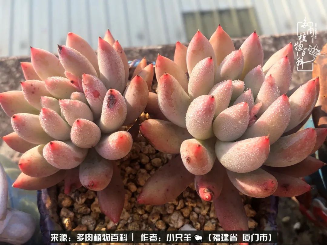 多肉像葡萄一样,多肉像铃兰一样