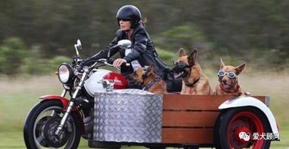小狗怕坐摩托车怎么办,狗狗不肯坐摩托车怎么办