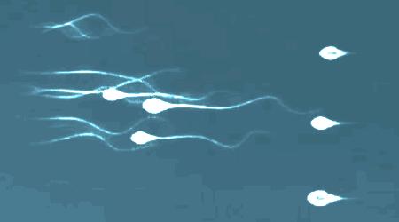 错了340年，精子游泳的方式并不是左右摆动尾巴