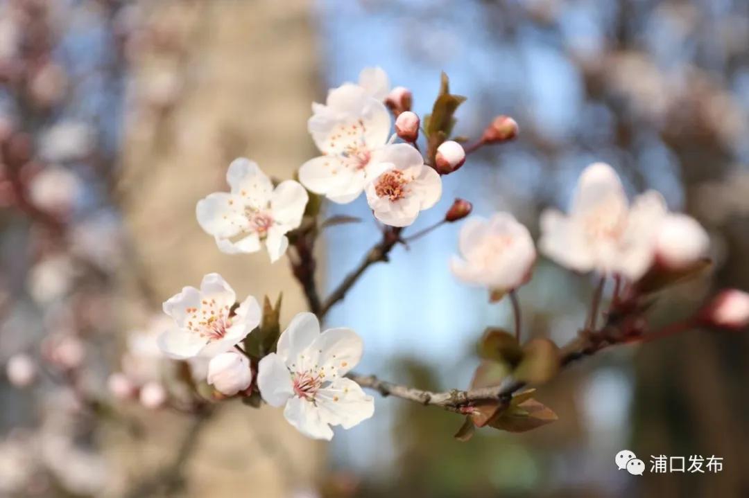 浦口花,南京看花的地方浦口