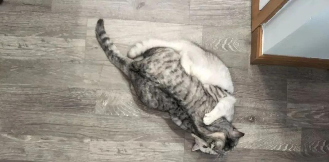 让它们啪啪啪才残忍？猫咪交配的小秘密