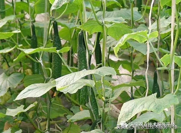 有关无土栽培的视频,无土栽培营养液配制和管理要点