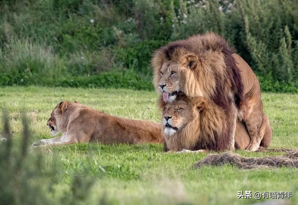 12个动物啪啪啪知识，最后一个想笑死谁？