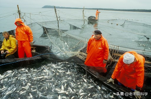 掌握朝鲜半岛的“救命鱼”，俄罗斯却拱手让中国，究竟有何企图？