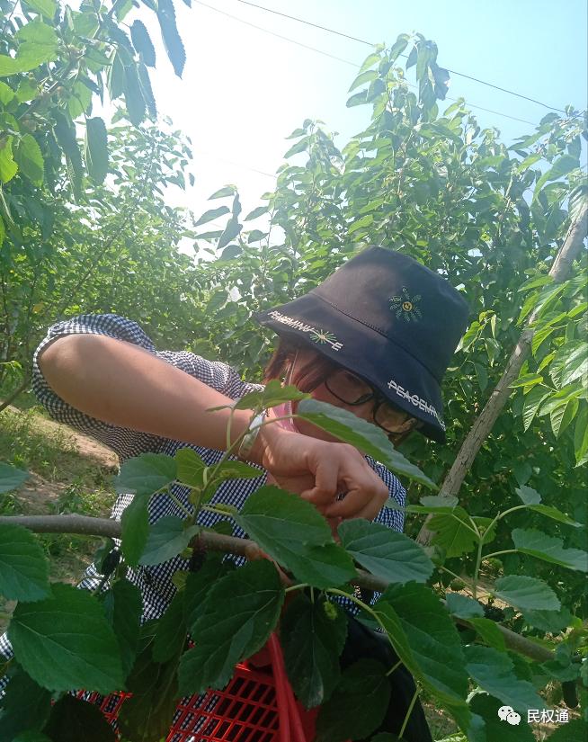 这种白果，民权90/%以上的朋友没吃过，不信？打赌