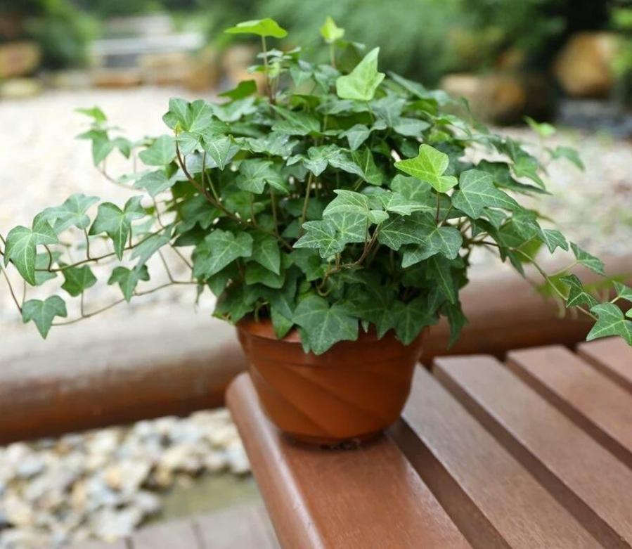 花卉吊兰100种,吊兰绿植盆栽第一名