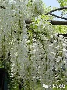 中药药材大全及功效,补肾中药大全及功效