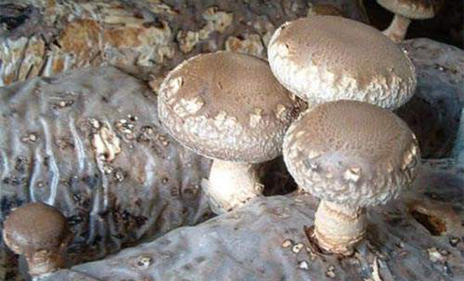 香菇袋料栽培中常见杂菌有哪些,香菇种袋有杂菌怎么办