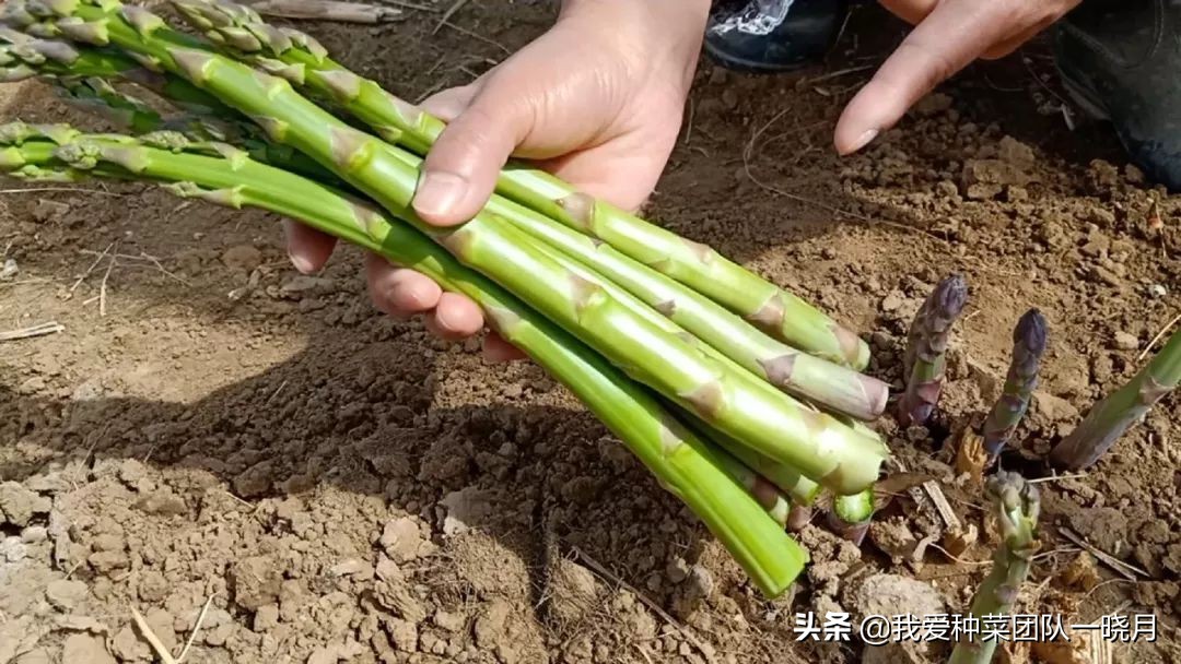 夏天最适合种植芦笋，种一次采收多年，常吃常有