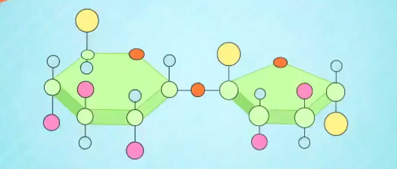 碳水化合物为啥是糖呢,碳水化合物是什么和糖有什么区别