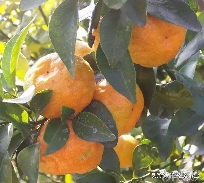 作物虫害识别大全图谱,果园物理防控虫害的方法