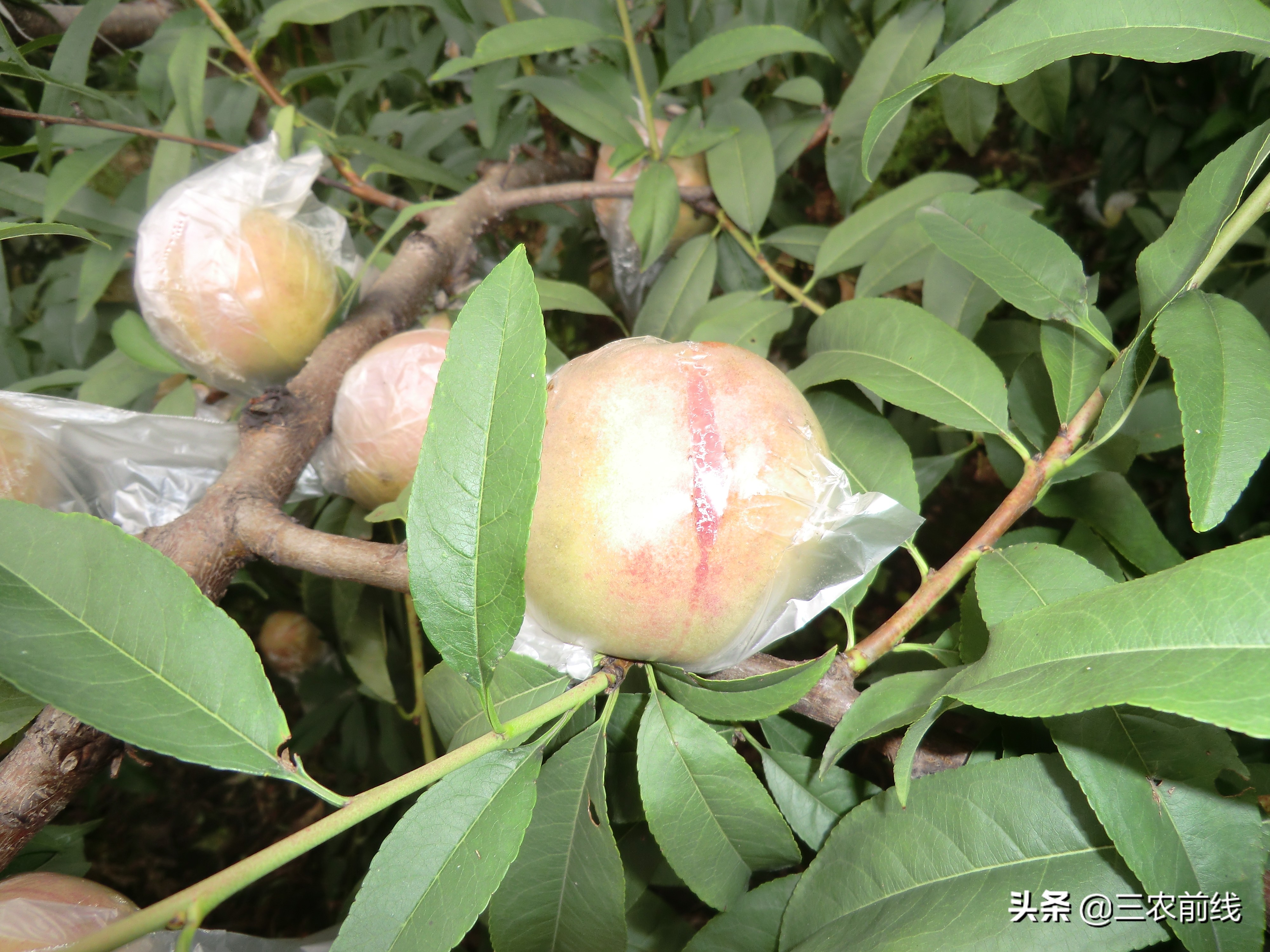 10月套袋桃子出现裂果是什么原因,桃子总是落果怎么回事
