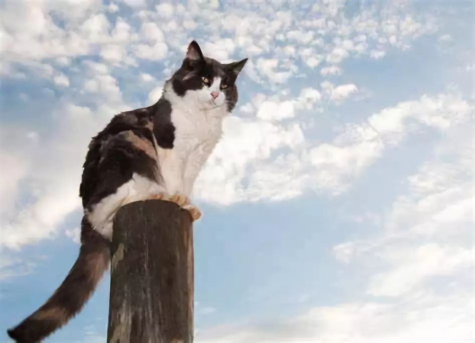 适口性好的猫粮推荐挑食猫咪福音,让猫越吃越胖的猫粮推荐测评
