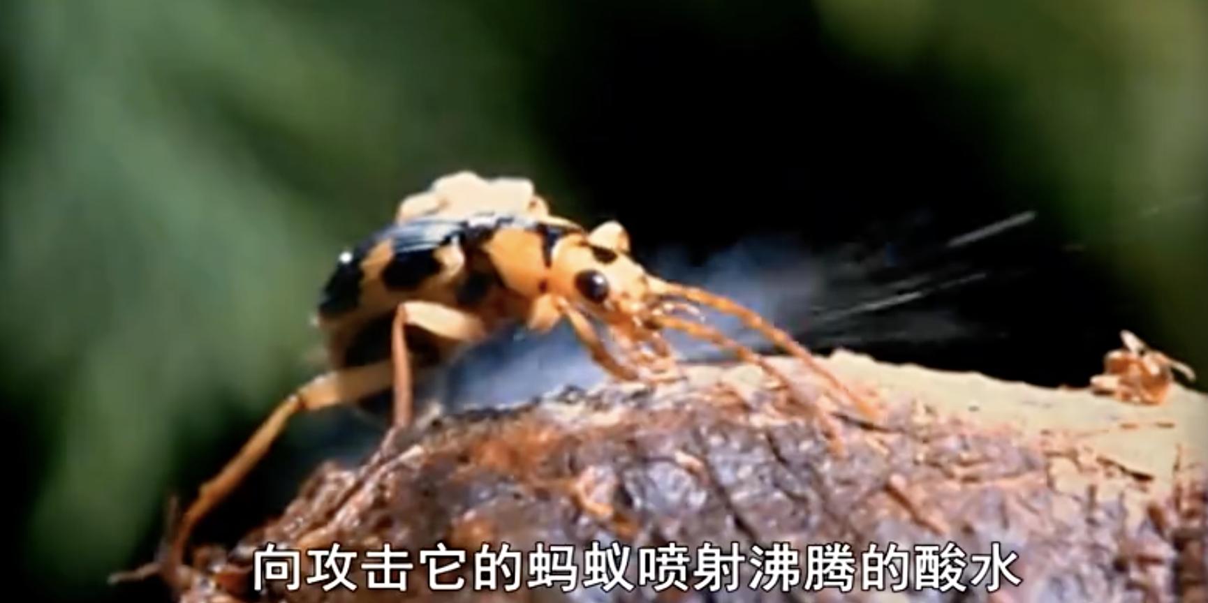 放屁虫昆虫杀手,放屁虫生化武器